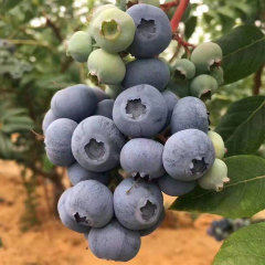 Blueberry seeds 1kg