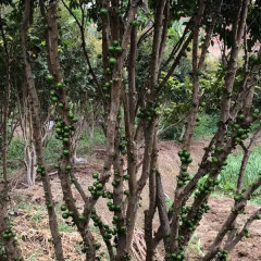 jaboticaba seeds 1kg