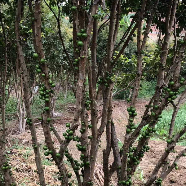 jaboticaba seeds 1kg