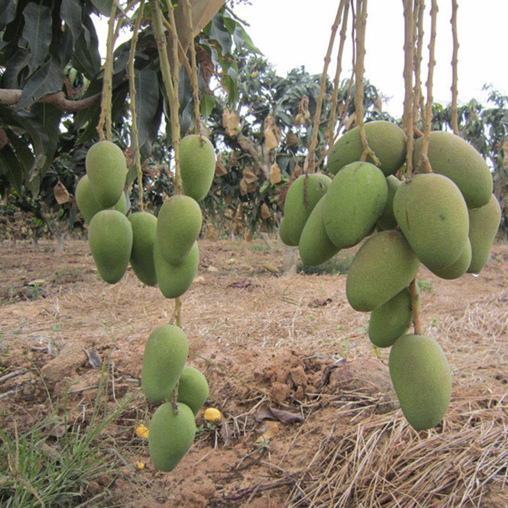Mango seeds1kg