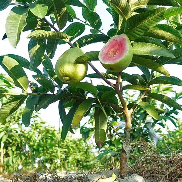 Red guava seeds 1kg