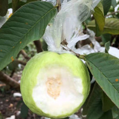 White guava seeds 1kg