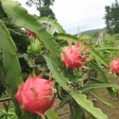 Dragon fruit seeds 1kg