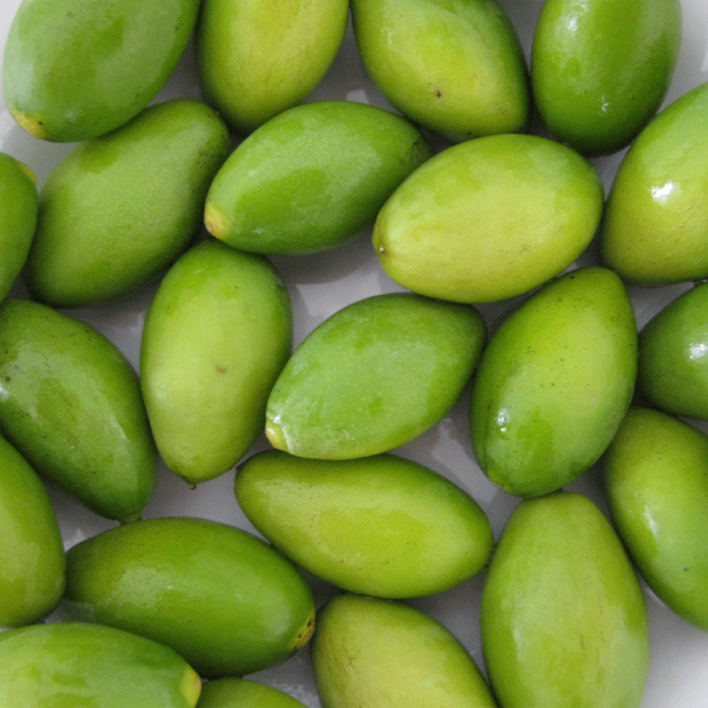 Olive seeds 1kg
