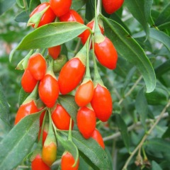 Goji berry seeds 1kg