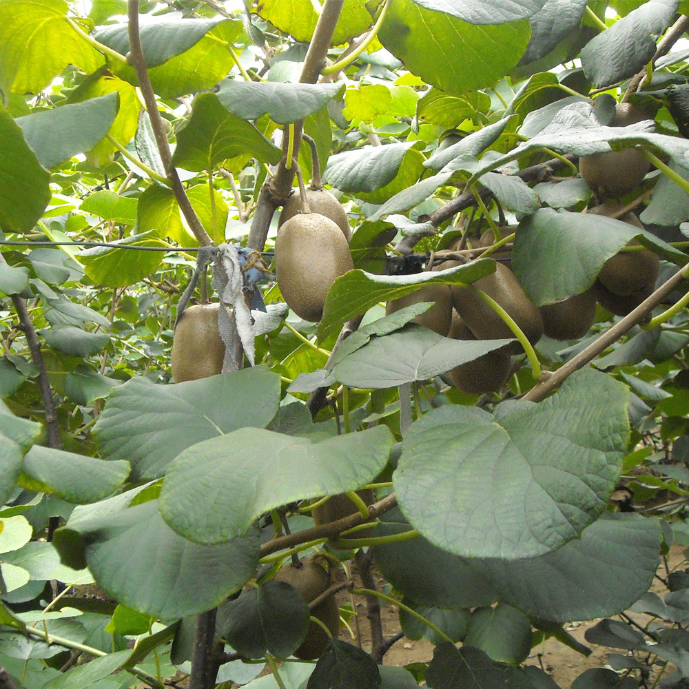 Kiwi seeds 1kg