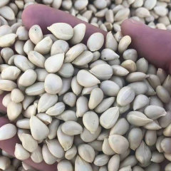 Fructus aurantii seeds 1kg