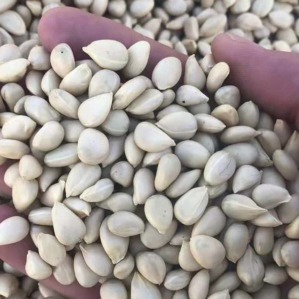 Fructus aurantii seeds 1kg