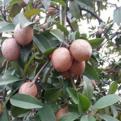 Sapodilla seeds 1kg