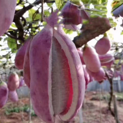 Holboellia latifolia seeds 1kg