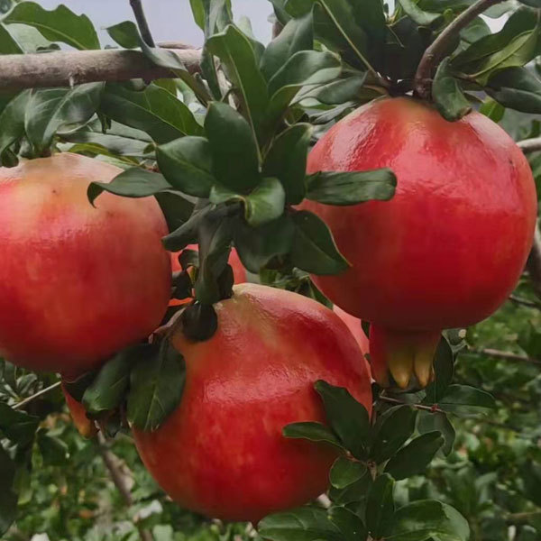 Pomegranate seeds 1kg