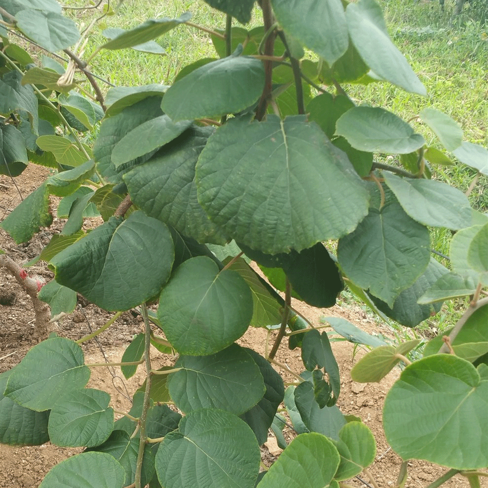 Kiwi seeds 1kg