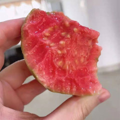 Red guava seeds 1kg
