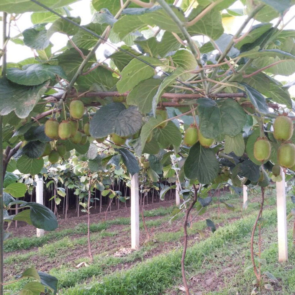 Kiwi seeds 1kg