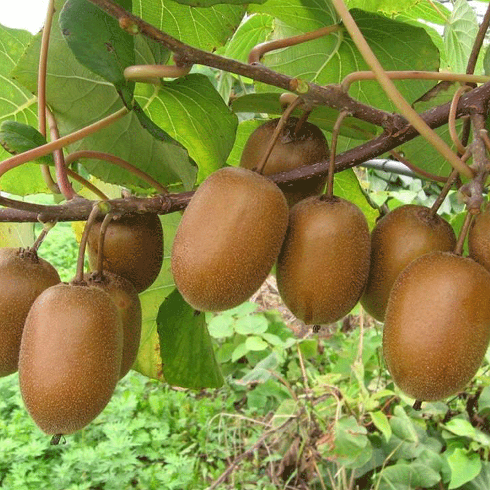 Kiwi seeds 1kg