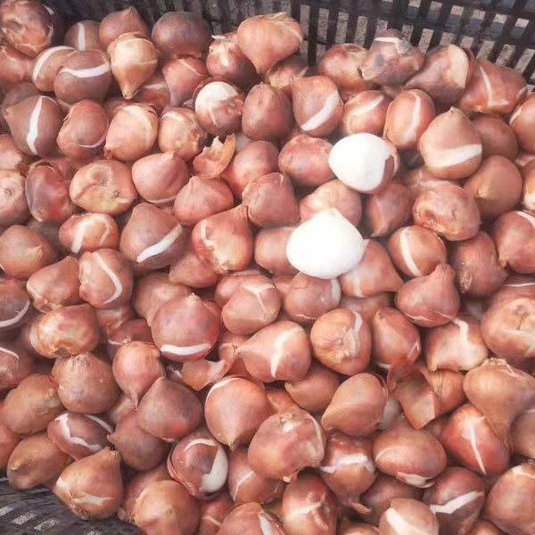 Purple Tulip bulb for planting