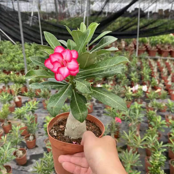 desert rose seeds,