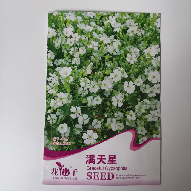 gypsophila paniculata seeds 50 seeds/bags