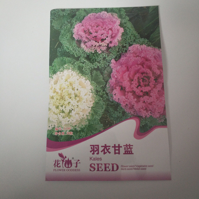 curly kale seeds 30 seeds/bags