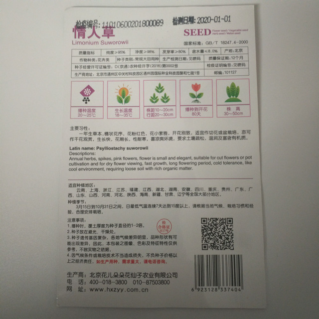 limonium suworowii seeds 60 seeds/bags