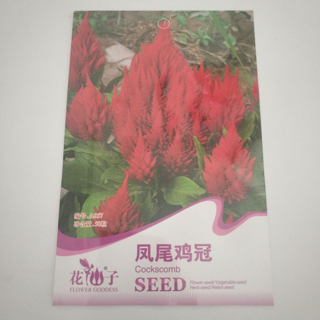Cockscomb seeds 20 seeds/bags