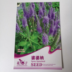 Veronica persica seeds 50 seeds/bags