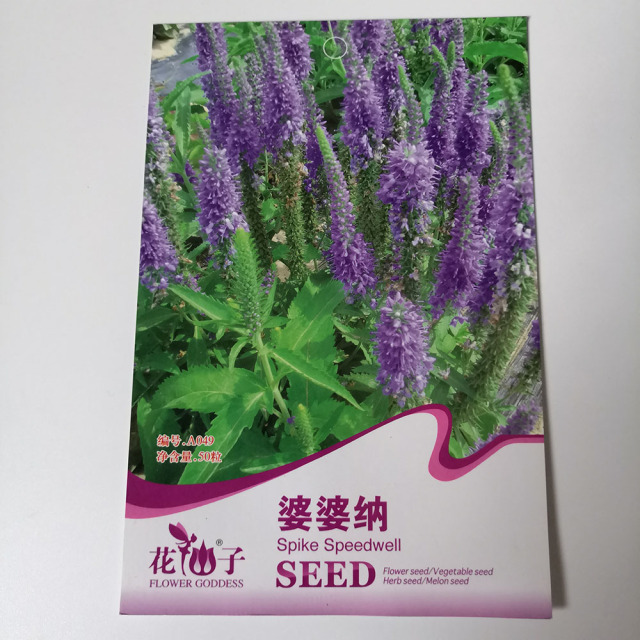 Veronica persica seeds 50 seeds/bags