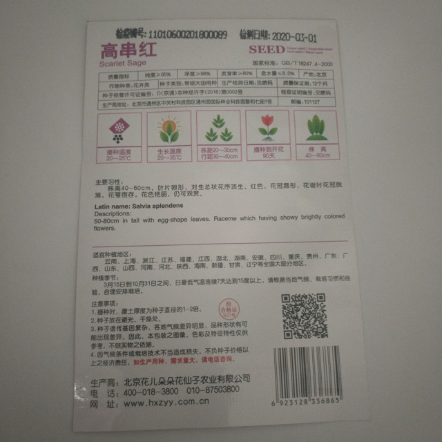 scarlet sage seeds 30 seeds/bags