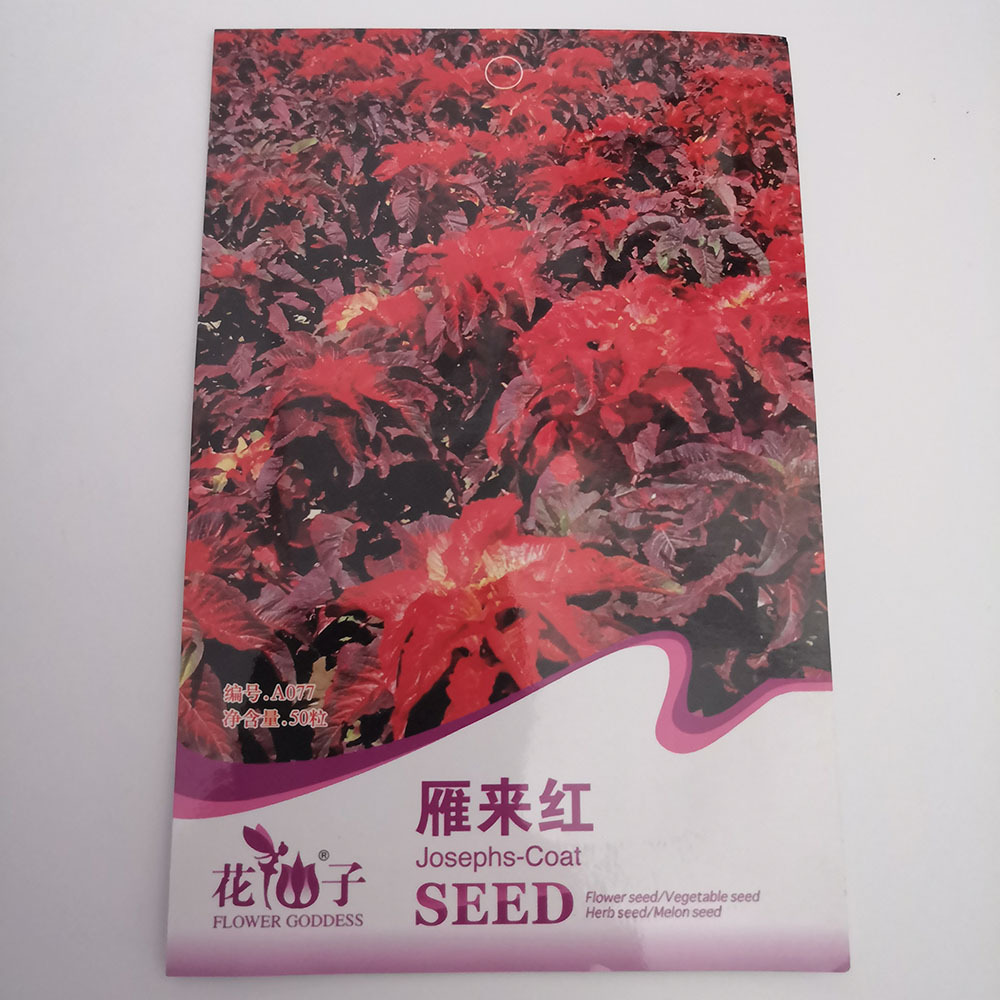 love lies bleeding seeds 50 seeds/bags