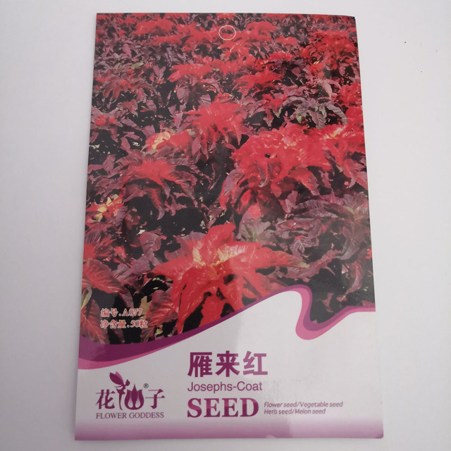 love lies bleeding seeds 50 seeds/bags