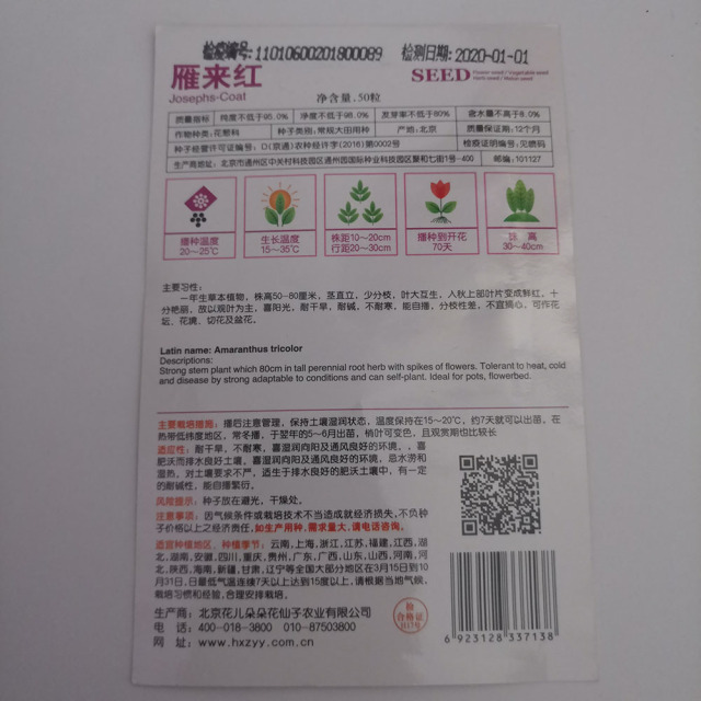 love lies bleeding seeds 50 seeds/bags