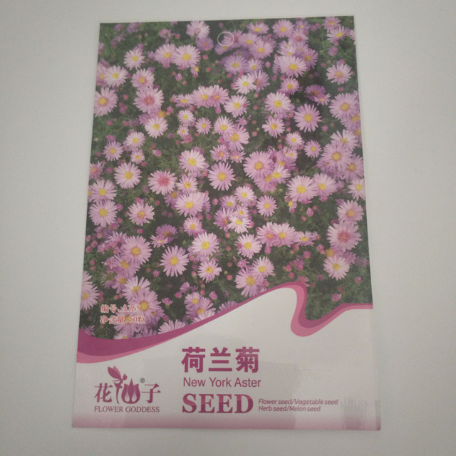 New York Aster seeds 50 seeds/bags