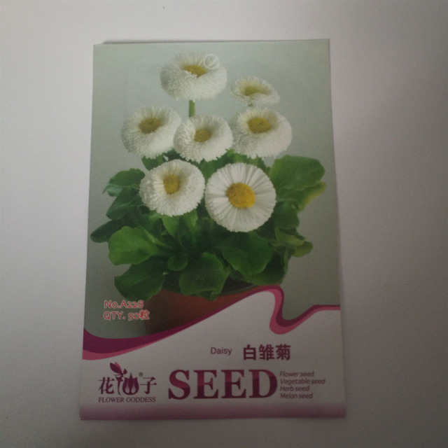 White daisy seeds 50 seeds/bags