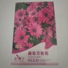 african daisy seeds 15 seeds/bags
