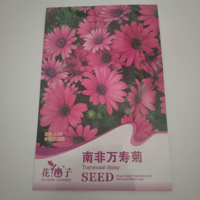 african daisy seeds 15 seeds/bags