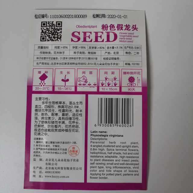 Physostegia virginiana seeds 30 seeds/bags