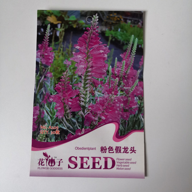 Physostegia virginiana seeds 30 seeds/bags