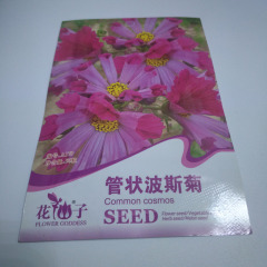 white cosmos seeds 50seeds/bags