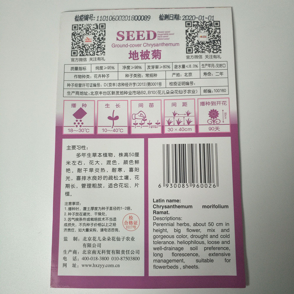 ground-cover chrysanthemum seeds 30 seeds/bags