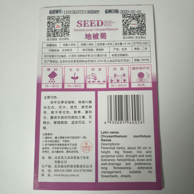 ground-cover chrysanthemum seeds 30 seeds/bags