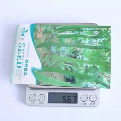 loofah seeds 10 seeds/bags