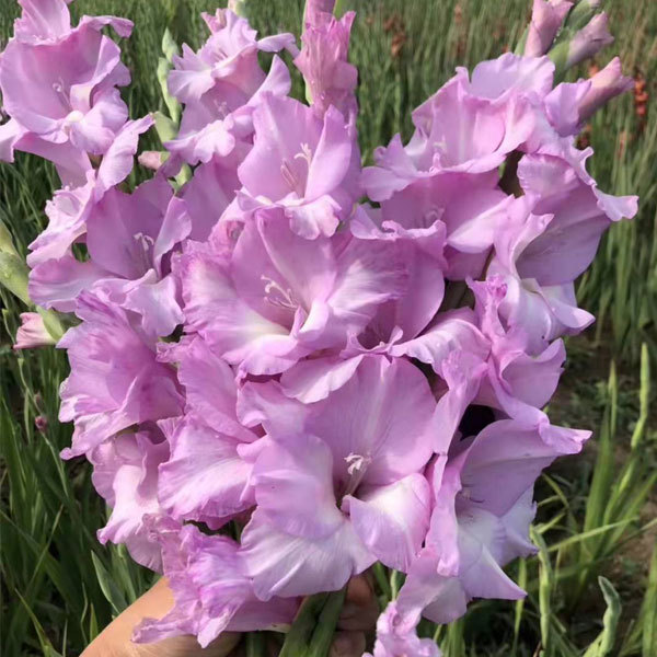Gladiolus bulb for planting