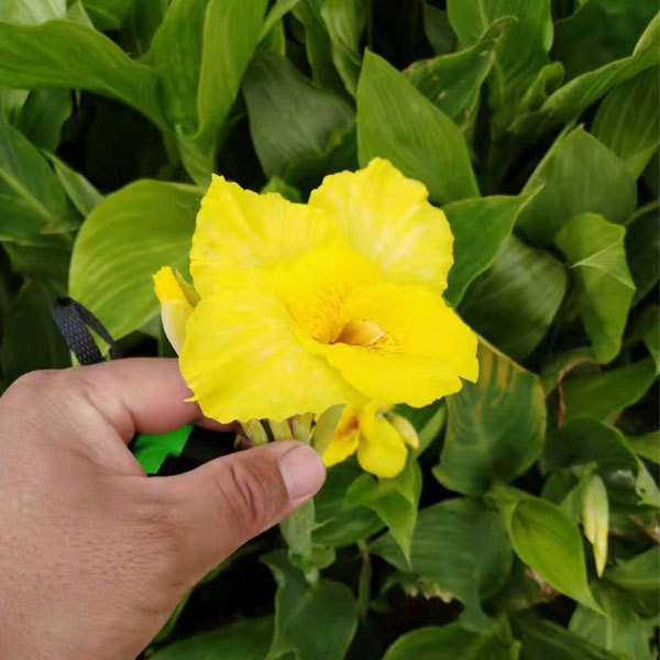 Canna bulb for planting