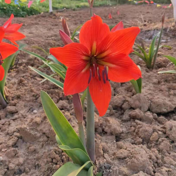 Amaryllis bulb for planting