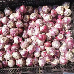 hyacinth bulb for planting