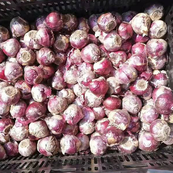 hyacinth bulb for planting
