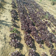 Oxalis corniculata bulb for planting 1kg per bag