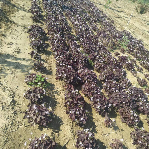 Oxalis corniculata bulb for planting 1kg per bag