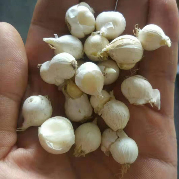 Grape Hyacinth bulb for planting