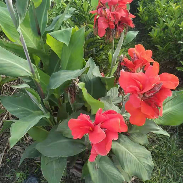 Canna bulb for planting